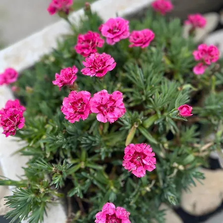 Villa Silencia 200 M Do Mora Jacuzzi Besplatni Parking Idealno Za Obitelj Pag Town