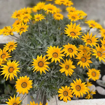 Villa Silencia 200 M Do Mora Jacuzzi Besplatni Parking Idealno Za Obitelj