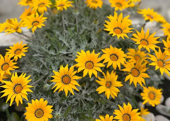 Willa Silencia 200 M Do Mora Jacuzzi Besplatni Parking Idealno Za Obitelj