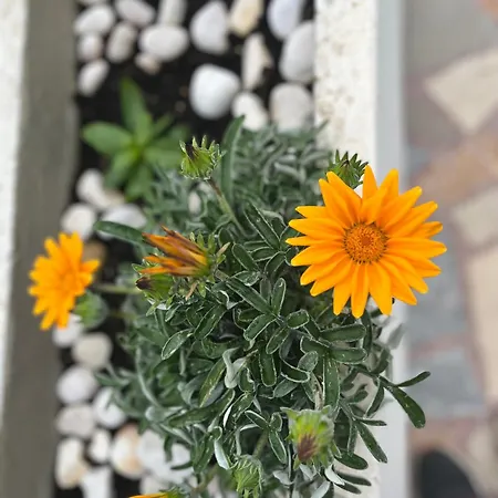 Silencia 200 M Do Mora Jacuzzi Besplatni Parking Idealno Za Obitelj * Pag Town